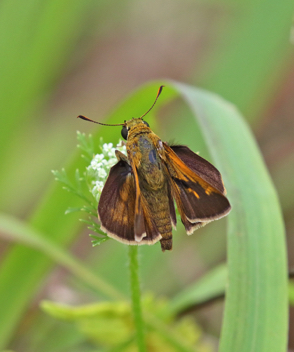 Crossline Skipper male